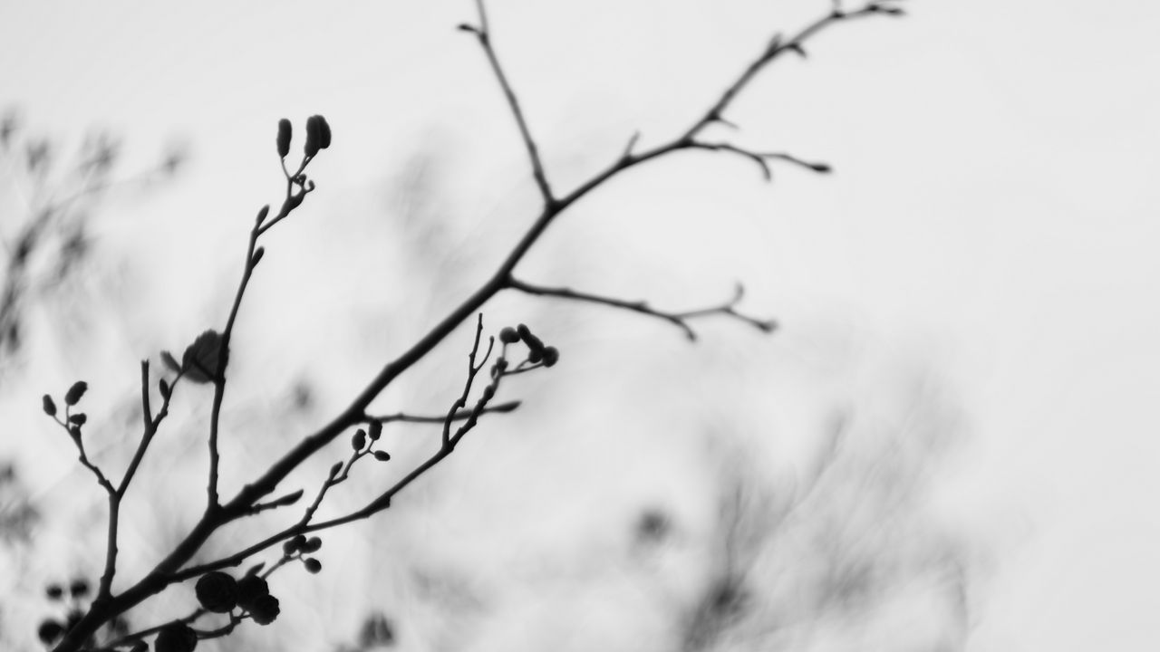 Wallpaper branches, blur, black and white, buds