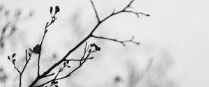 Preview wallpaper branches, blur, black and white, buds
