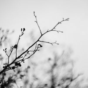 Preview wallpaper branches, blur, black and white, buds