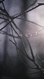 Preview wallpaper branches, blur, light, macro