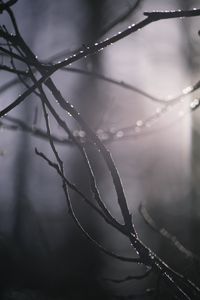 Preview wallpaper branches, blur, light, macro