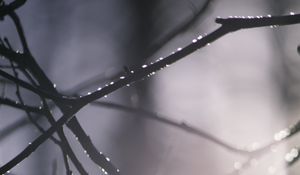 Preview wallpaper branches, blur, light, macro