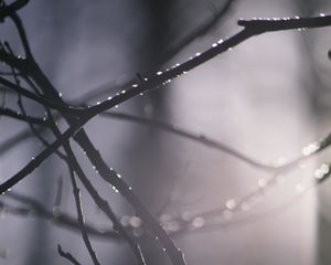 Preview wallpaper branches, blur, light, macro