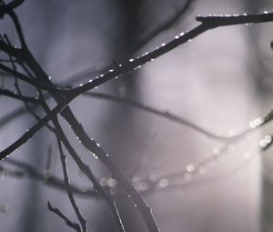 Preview wallpaper branches, blur, light, macro