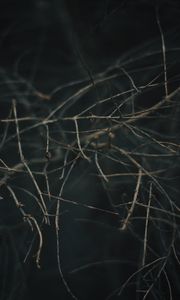 Preview wallpaper branches, blur, macro, gray