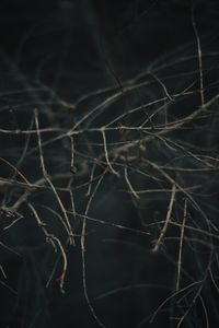Preview wallpaper branches, blur, macro, gray