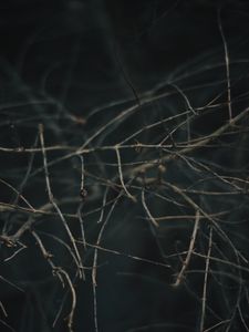 Preview wallpaper branches, blur, macro, gray