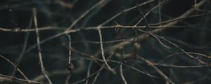 Preview wallpaper branches, blur, macro, gray