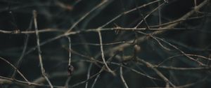 Preview wallpaper branches, blur, macro, gray