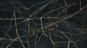 Preview wallpaper branches, blur, macro, gray