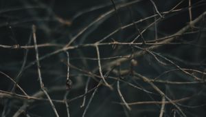Preview wallpaper branches, blur, macro, gray