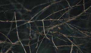 Preview wallpaper branches, blur, macro, gray