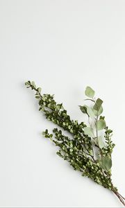 Preview wallpaper branches, bouquet, minimalism, green, white