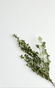 Preview wallpaper branches, bouquet, minimalism, green, white
