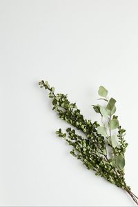 Preview wallpaper branches, bouquet, minimalism, green, white