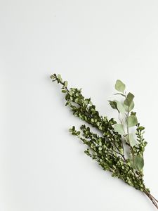 Preview wallpaper branches, bouquet, minimalism, green, white