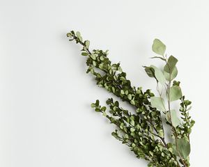 Preview wallpaper branches, bouquet, minimalism, green, white