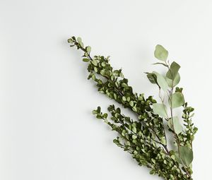 Preview wallpaper branches, bouquet, minimalism, green, white
