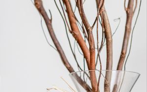 Preview wallpaper branches, bouquet, vase, decor, aesthetics, light
