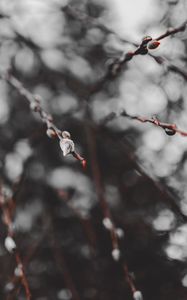 Preview wallpaper branches, buds, macro, spring