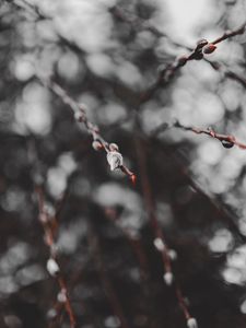 Preview wallpaper branches, buds, macro, spring