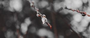 Preview wallpaper branches, buds, macro, spring