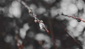 Preview wallpaper branches, buds, macro, spring