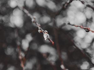 Preview wallpaper branches, buds, macro, spring