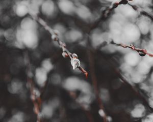 Preview wallpaper branches, buds, macro, spring