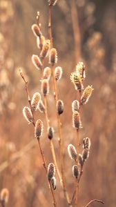 Preview wallpaper branches, buds, macro, blur