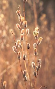 Preview wallpaper branches, buds, macro, blur