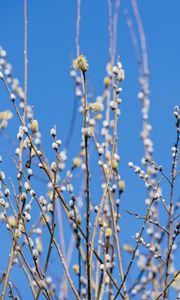 Preview wallpaper branches, buds, spring, nature