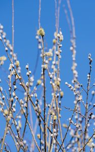 Preview wallpaper branches, buds, spring, nature