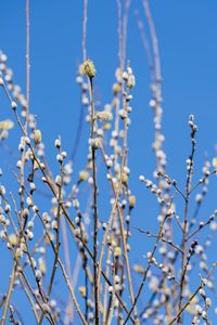 Preview wallpaper branches, buds, spring, nature