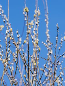 Preview wallpaper branches, buds, spring, nature
