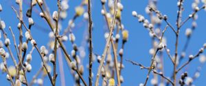 Preview wallpaper branches, buds, spring, nature