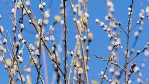 Preview wallpaper branches, buds, spring, nature