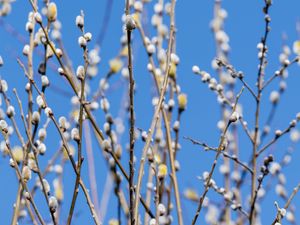 Preview wallpaper branches, buds, spring, nature