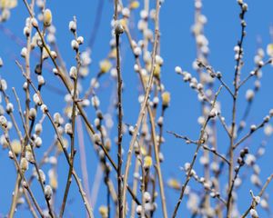 Preview wallpaper branches, buds, spring, nature