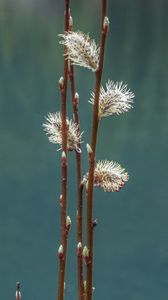 Preview wallpaper branches, buds, spring, macro