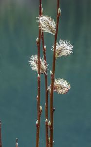 Preview wallpaper branches, buds, spring, macro