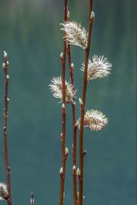 Preview wallpaper branches, buds, spring, macro