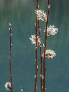 Preview wallpaper branches, buds, spring, macro
