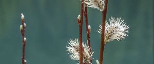 Preview wallpaper branches, buds, spring, macro