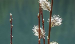 Preview wallpaper branches, buds, spring, macro