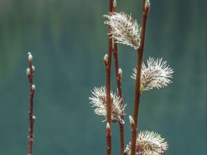 Preview wallpaper branches, buds, spring, macro