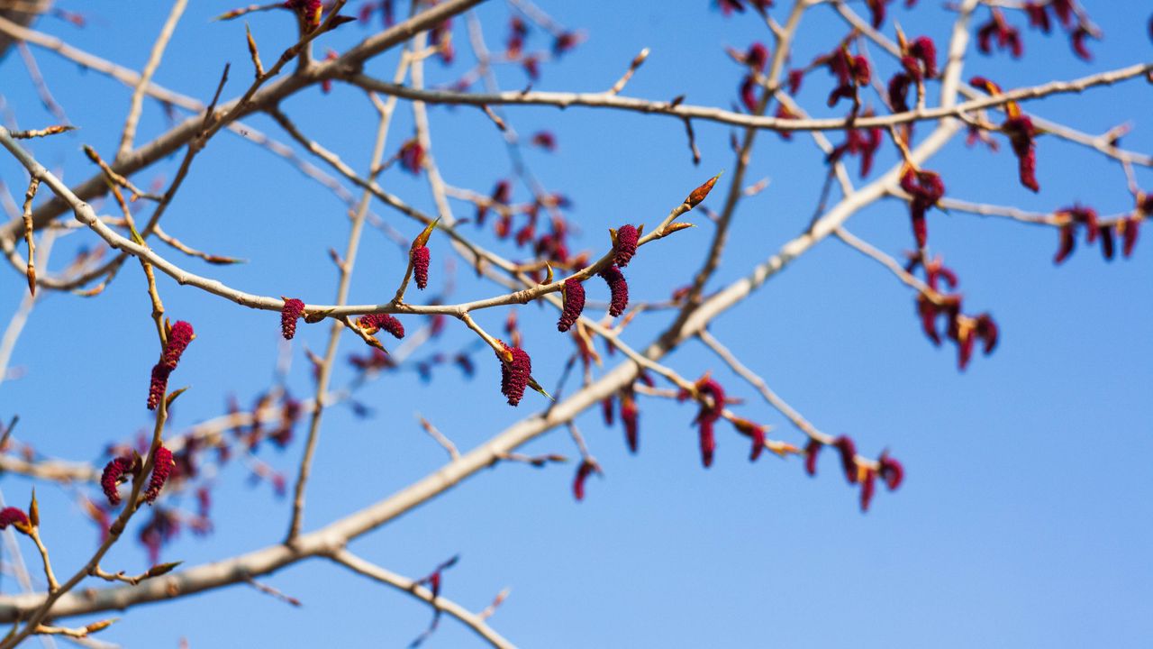 Wallpaper branches, buds, spring, sky, macro