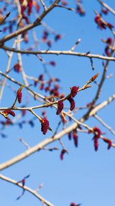 Preview wallpaper branches, buds, spring, sky, macro