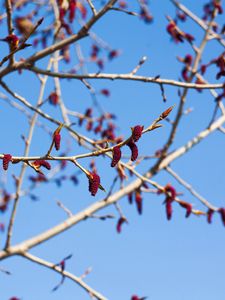 Preview wallpaper branches, buds, spring, sky, macro