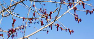 Preview wallpaper branches, buds, spring, sky, macro